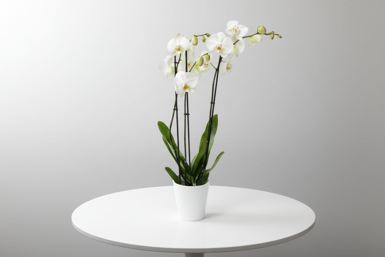 White orchid plant in a pot on a white background
